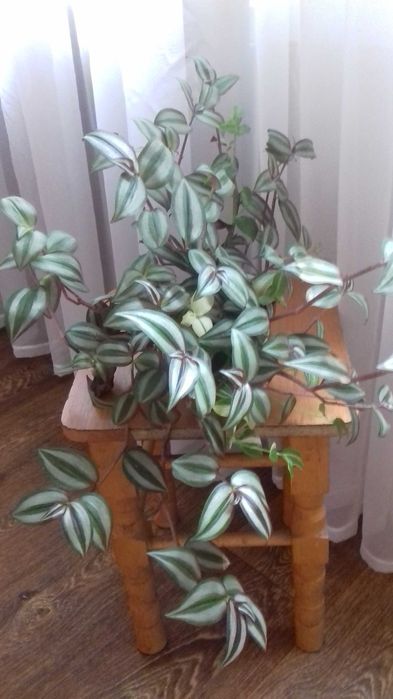 Традесканція  рео жовте