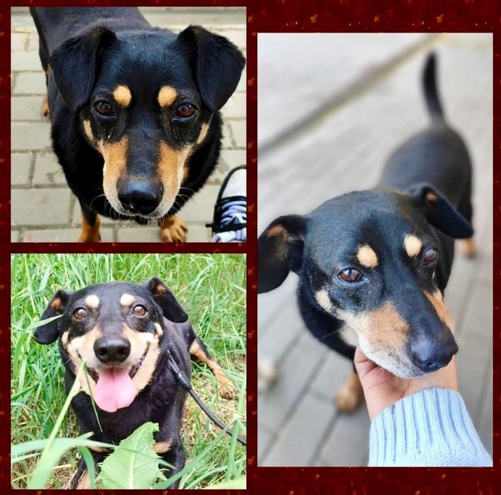 Ramzes prosi o szansę ...