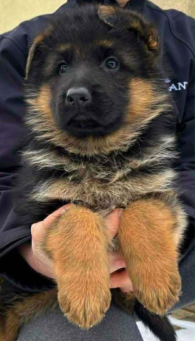 Owczarek niemiecki krótkowłosy ZKwP ( FCI)