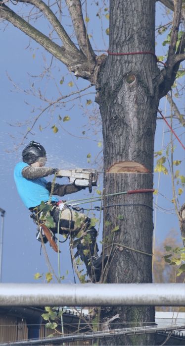 Profesjonalna wycinka drzew metodą alpinistyczną