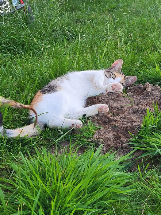 Oddam kotki w dobre ręce PO STERYLIZACJI!!Okolice Choczewa