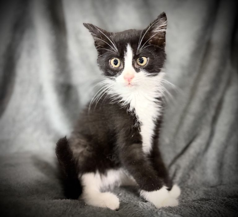 котик в добрі руки