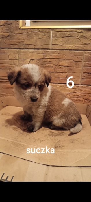 Bordery collie pieski