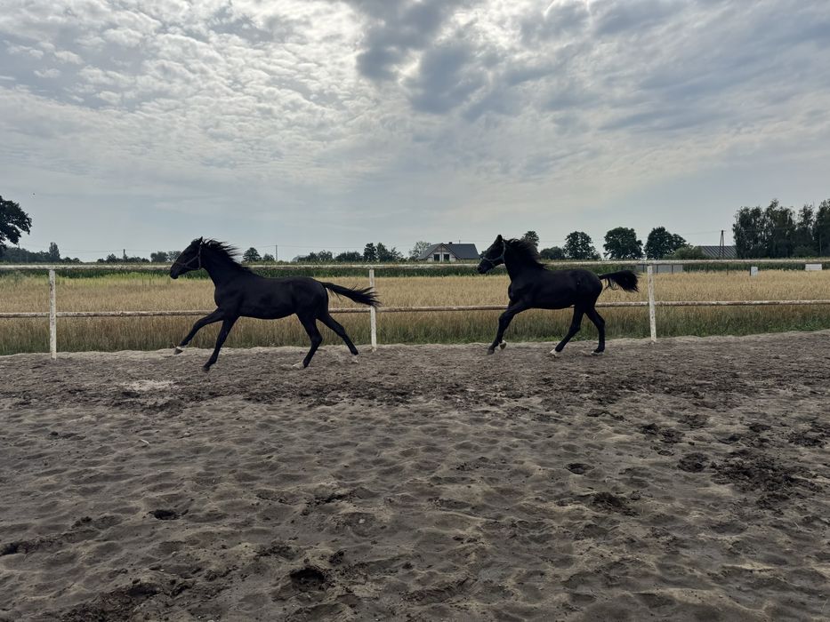 Ogierek Dragon po Parametrze