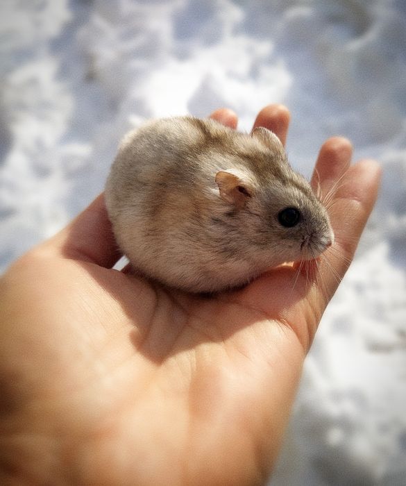 Хом'ячки дженгарики