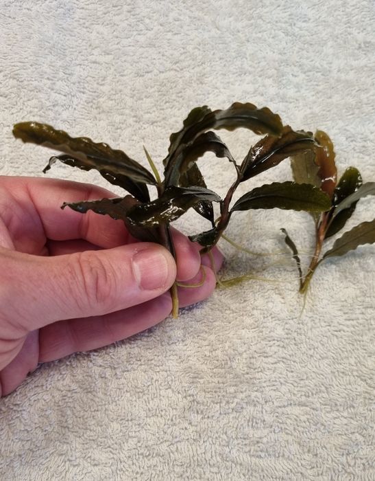 Bucephalandra Theia