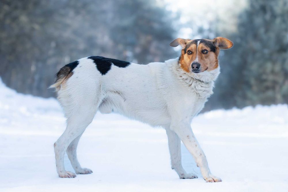 IZARI - już nie smutny, pełen wiary w człowieka łaciatek