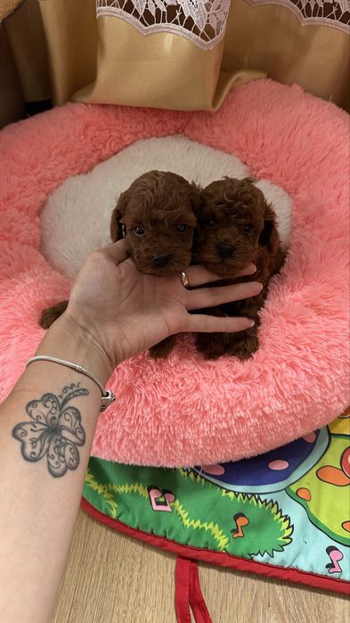 Хлопчики той пуделя КСУ