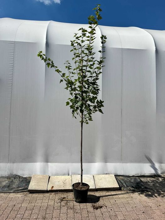 Klon czerwony Acer rubrum C15 Ø 8–10 - intensywne kolory jesieni