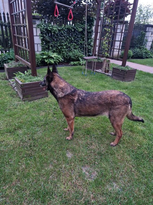 Owczarek belgijski malinois