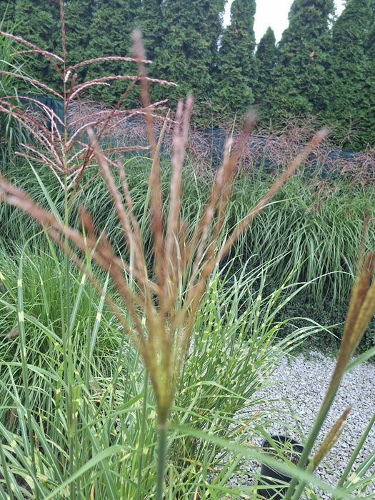 Sprzedam trawy Zebrinus