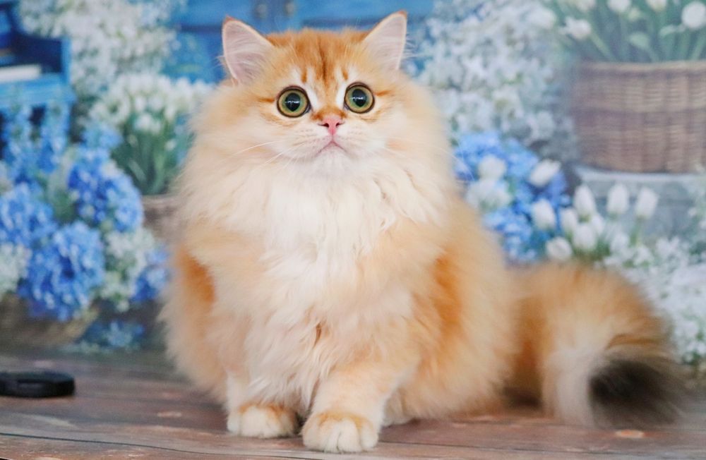 Девочка для вас золотая шиншилла