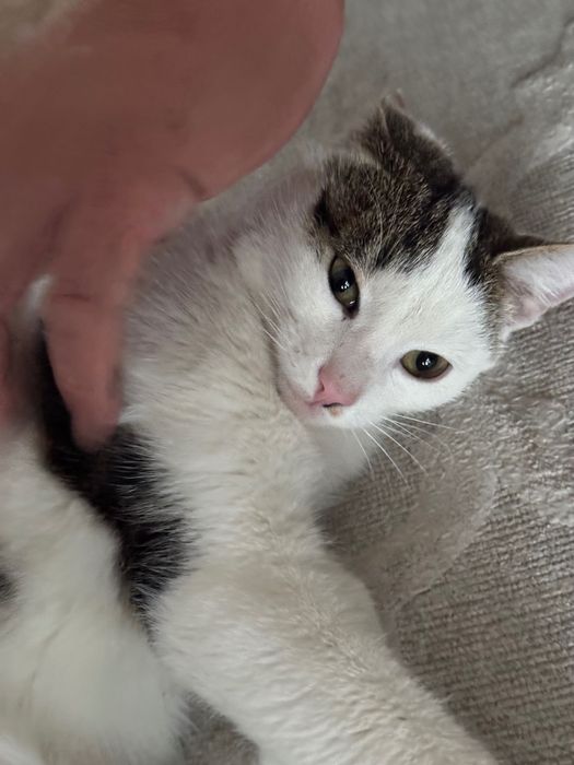 Oddam kotka w dobre ręce