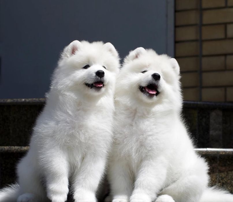 Samoyed szczeniak gotowy do odbioru