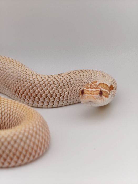 Heterodon zachodni superconda albino