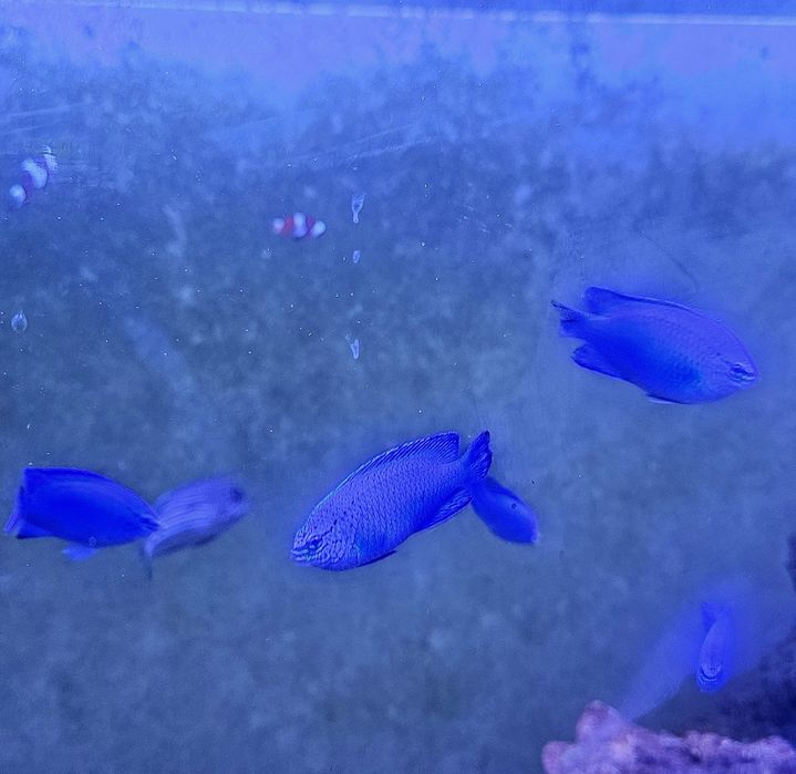 Pack vários peixes agua salgada