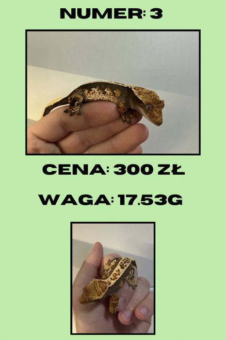 Gekon Orzęsiony, promocja