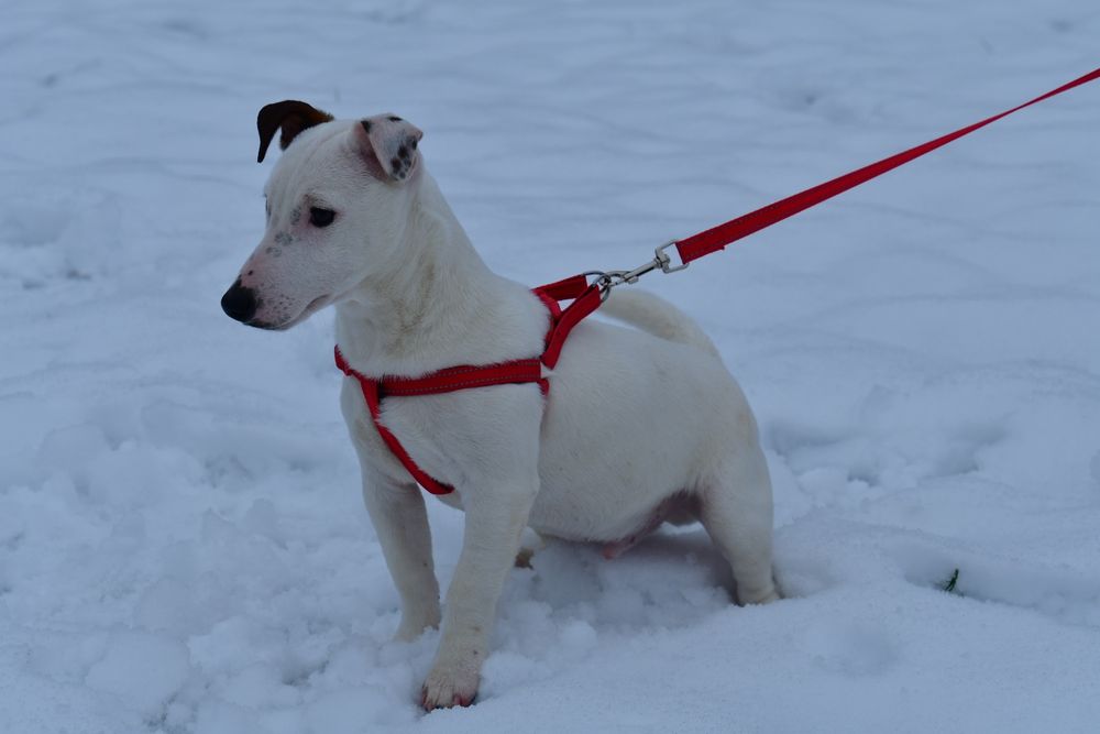 Śliczny piesek Jack Russell Terrier!