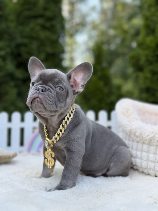 Buldog francuski piesek lilac tan