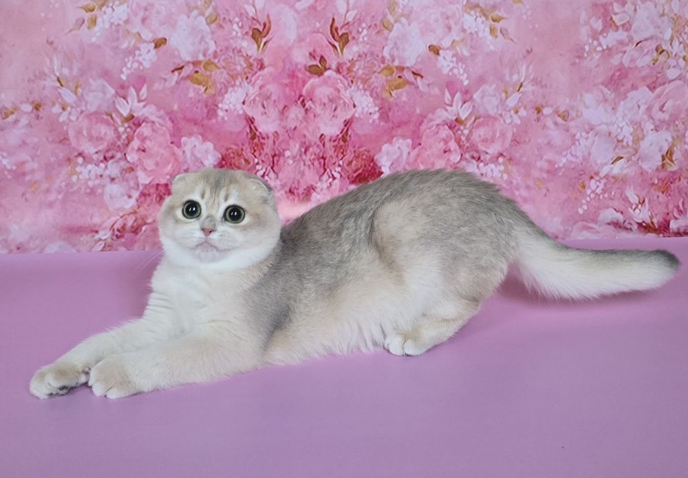 Голубая золотая шиншилла