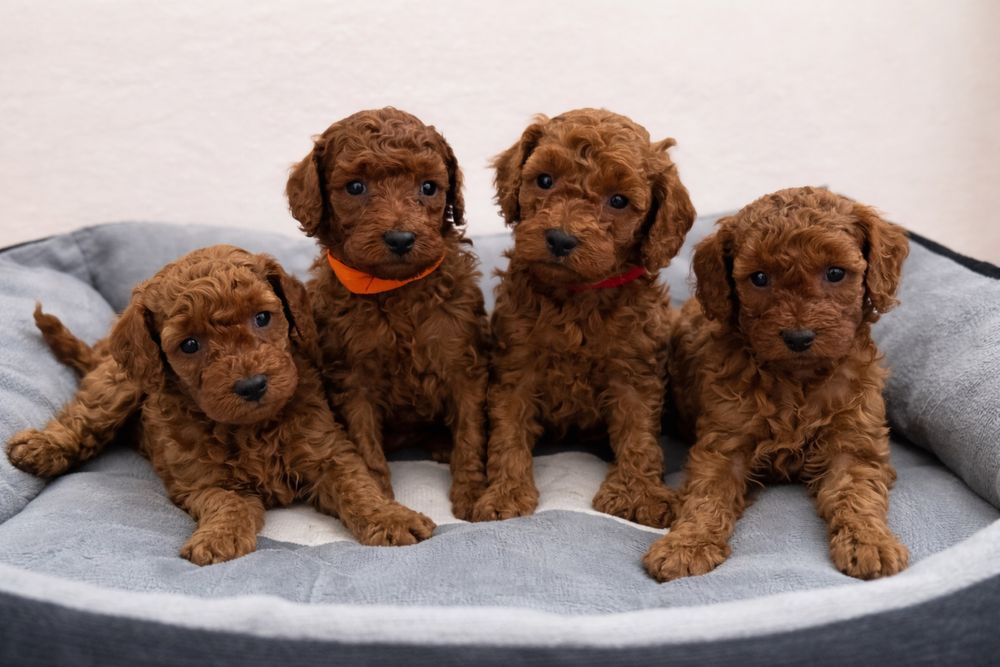 Pudel miniatura piękny Chłopiec RED