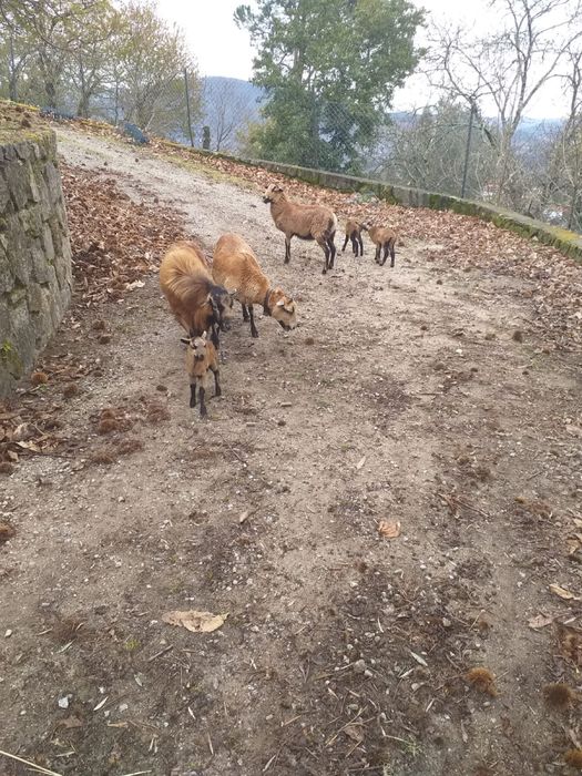 Ovelhas ponte de lima