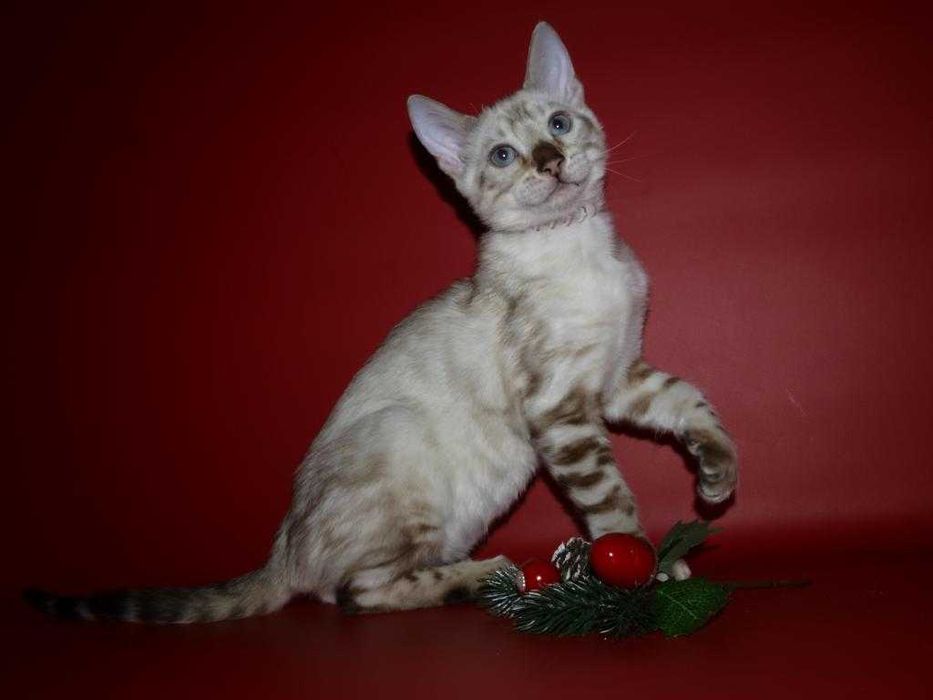 Распродажа Голубоглазый мальчик снежного окраса.. Питомник.