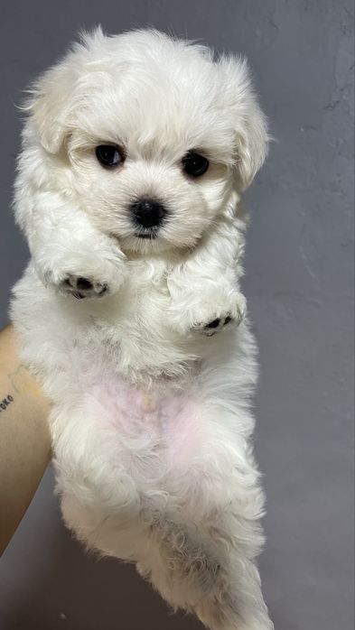 готові до бронювання цуценята мальтезе