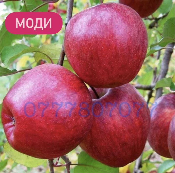 Яблука Садженці Слива Персик Айва Никтарин Саженці  Груша Инжир