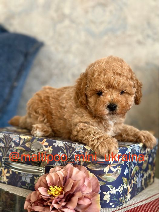 Розкішні мальтіпу мікро і міні