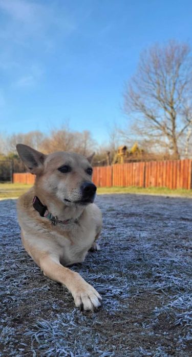 Trójłapka zwana aniołem