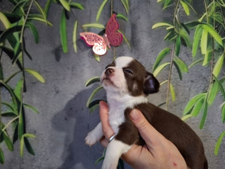 Śliczny piesek Chihuahua czekoladowo biały. REZERWACJA