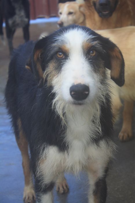 Dartacao cao de porte grande