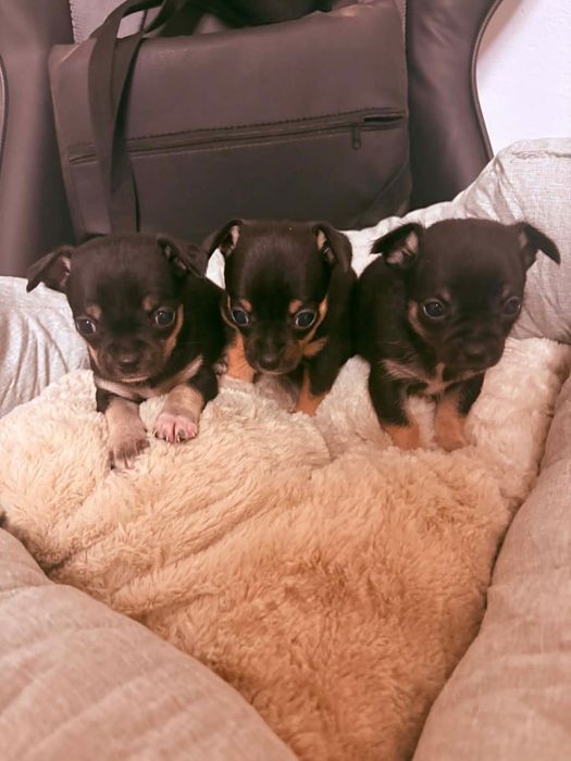 Chihuahua Macho Miniatura