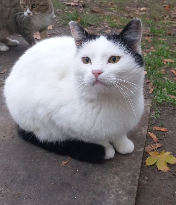 Мурчик шукає родину