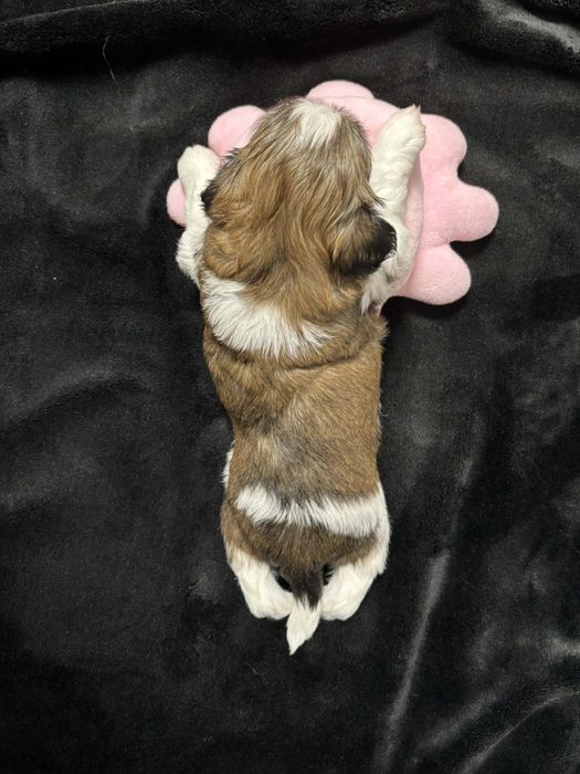 Piesek  shihtzu z rodowodem