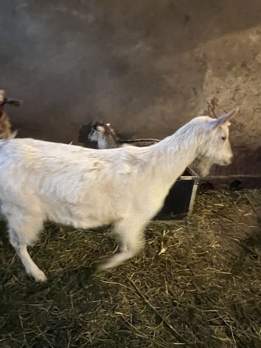 Продам козу заневську