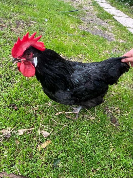 Jersi americano gigante ano 2025