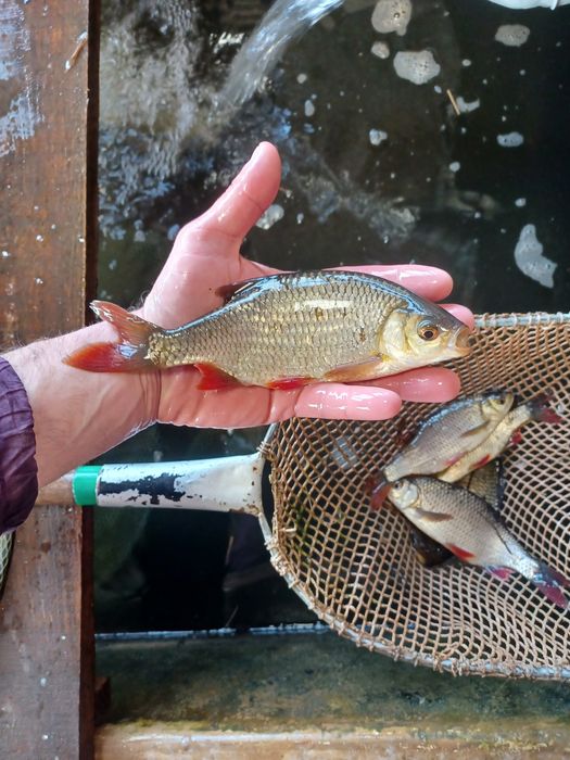 Karp narybek/kroczek. Jesiotr,Lin,Sandacz.