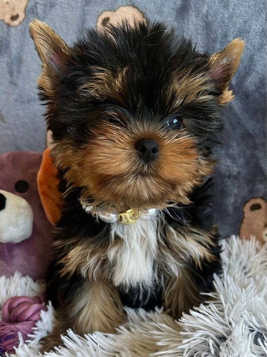 Роскошный породный МИНИ  мальчик Йоркширский терьер