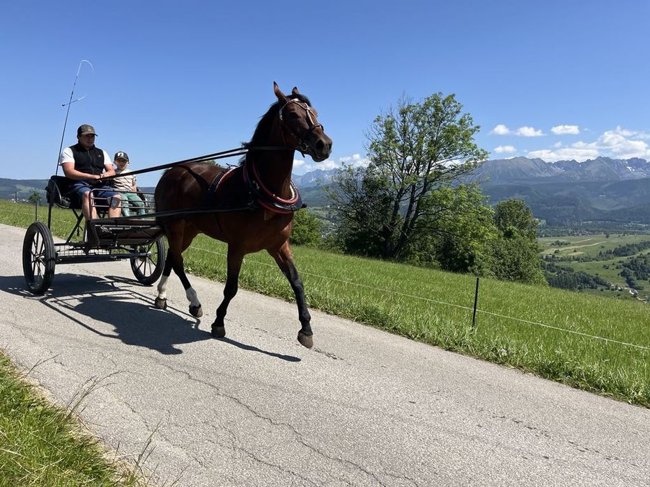 Klacz śląska 4 lata