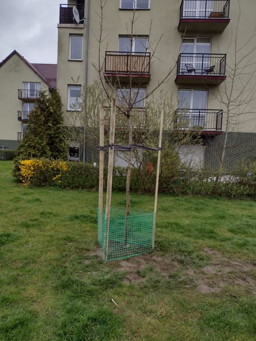 Nasadzenia drzew krzew " zastepcze " w ogrodzie Ogrodnik wycinka fvat