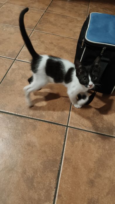 Gatinha fêmea para adoção