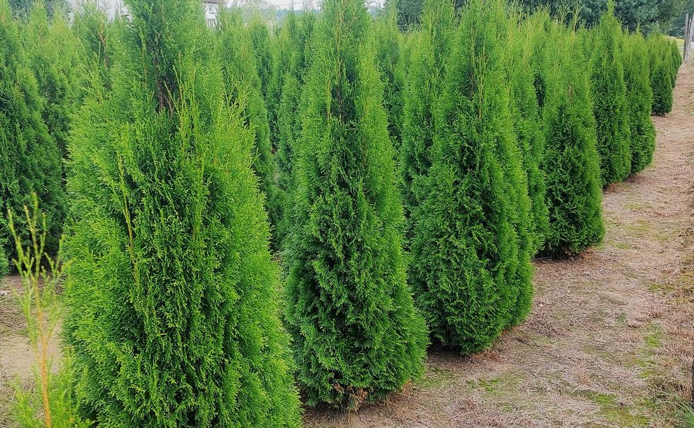 Tuja Szmaragd wysokość 180cm