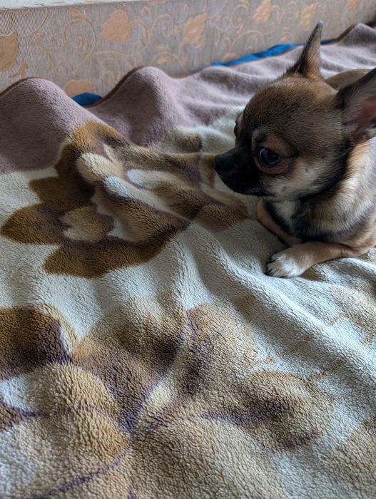 Замечательный мальчик чихуахуа