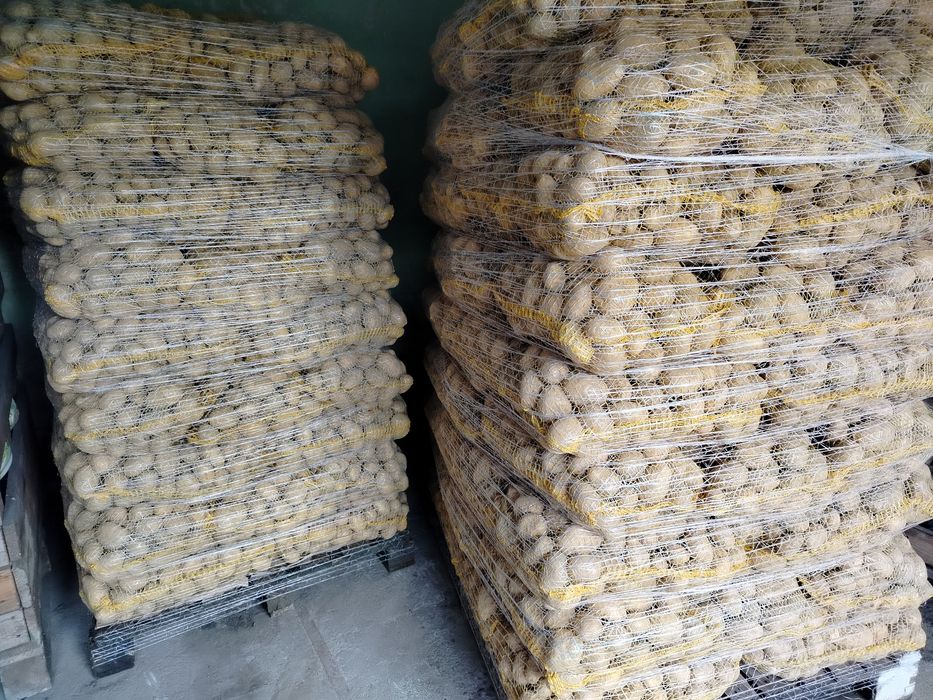 Ziemniaki odmiana soraya