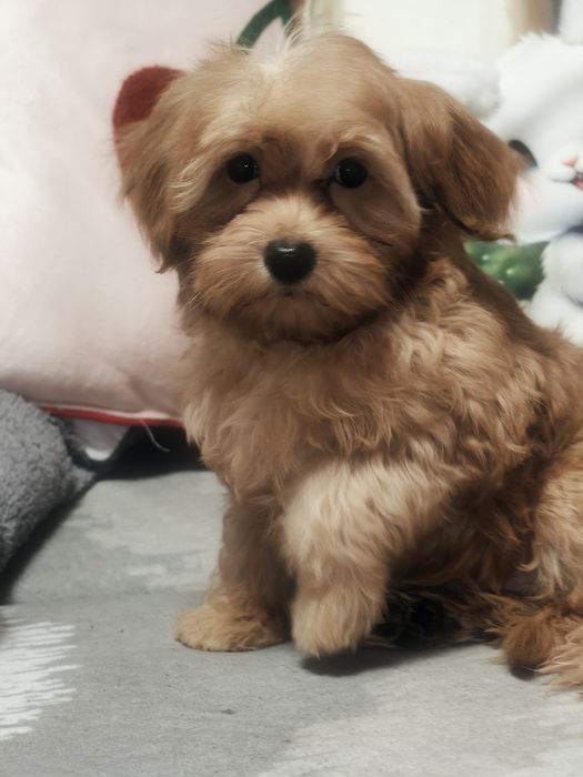 Śliczny piesek Maltipoo