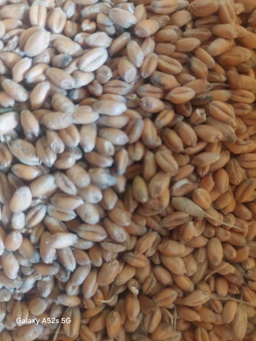 Sprzedam pszenice  ozimą