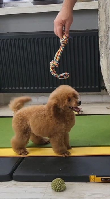 Пудель медиум(средний)