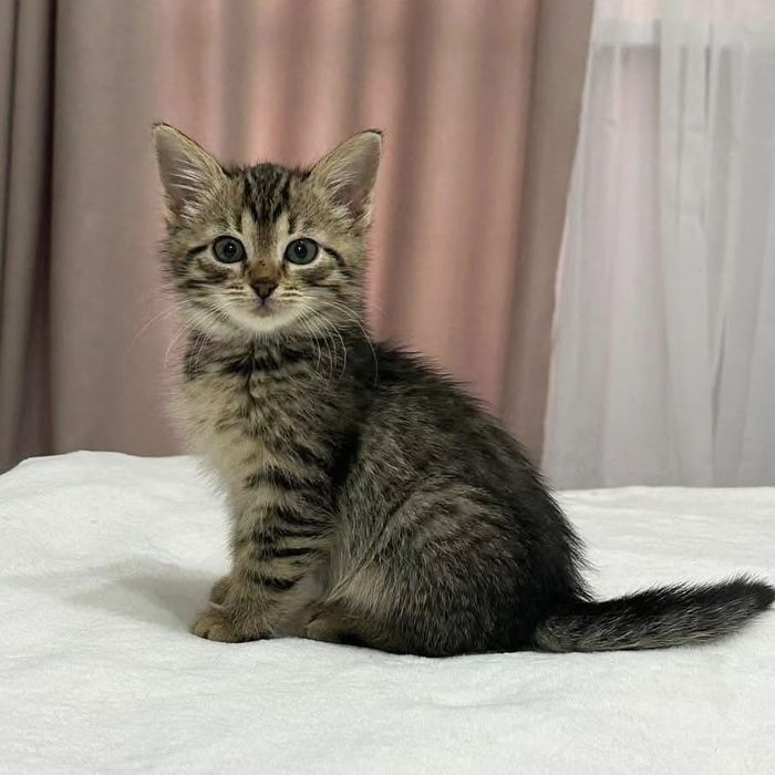 Тигровый котенок бесплатно